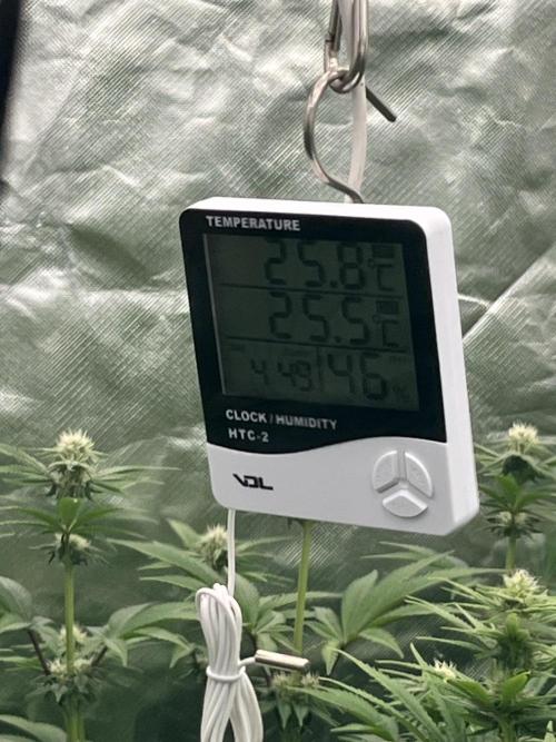 Bubblegum Gelato Barney’s Farm. Week 8