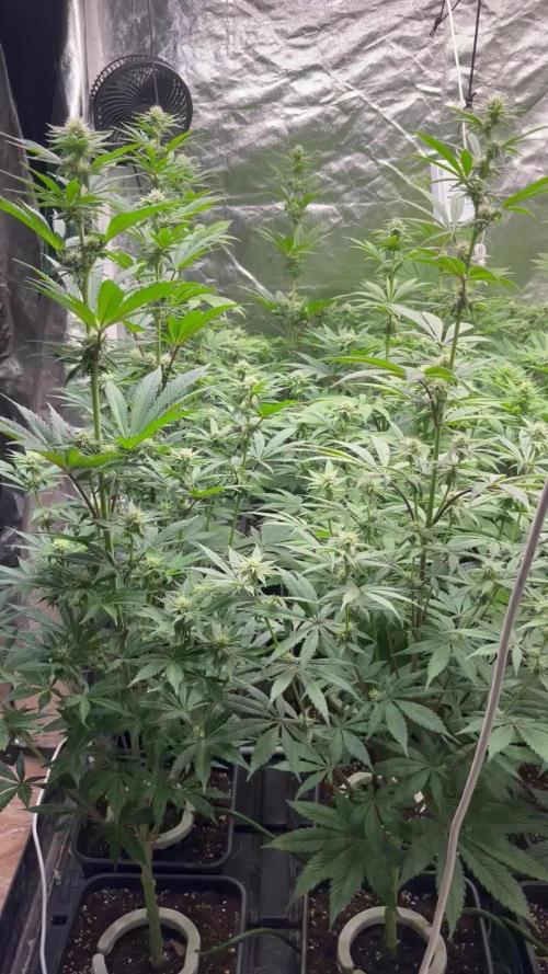 Bubblegum Gelato Barney’s Farm