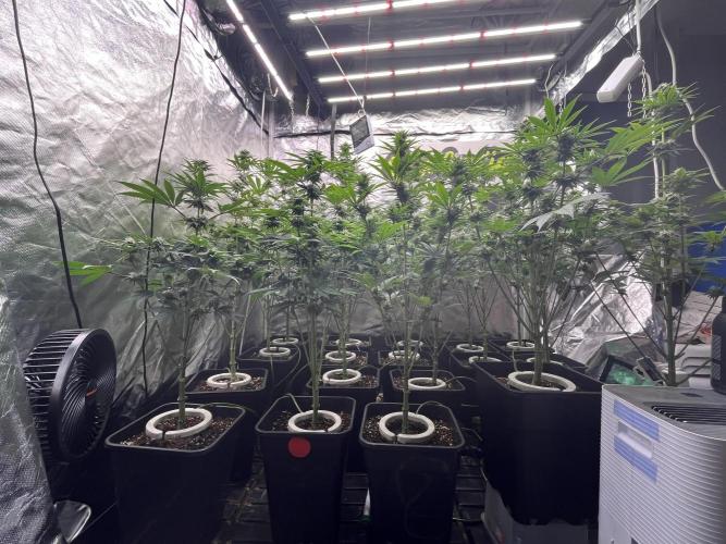Bubblegum Gelato Barney’s Farm. Week 9