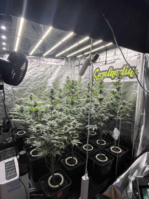 Bubblegum Gelato Barney’s Farm. Week 9