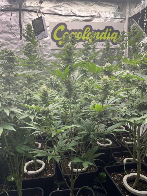 Bubblegum Gelato Barney’s Farm. Week 9