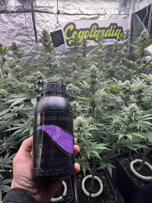 Bubblegum Gelato Barney’s Farm. Week 9