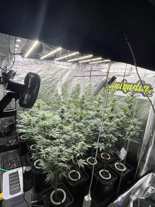 Bubblegum Gelato Barney’s Farm. Week 9
