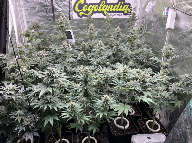 Bubblegum Gelato Barney’s Farm. Week 10