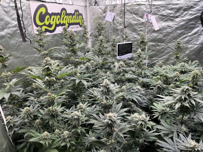 Bubblegum Gelato Barney’s Farm. Week 10