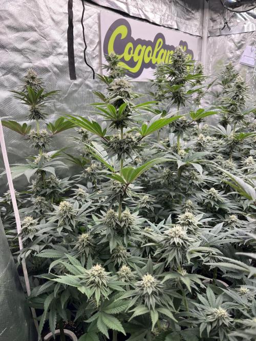 Bubblegum Gelato Barney’s Farm. Week 10