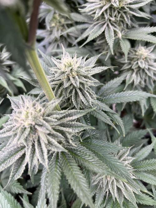 Bubblegum Gelato Barney’s Farm. Week 10