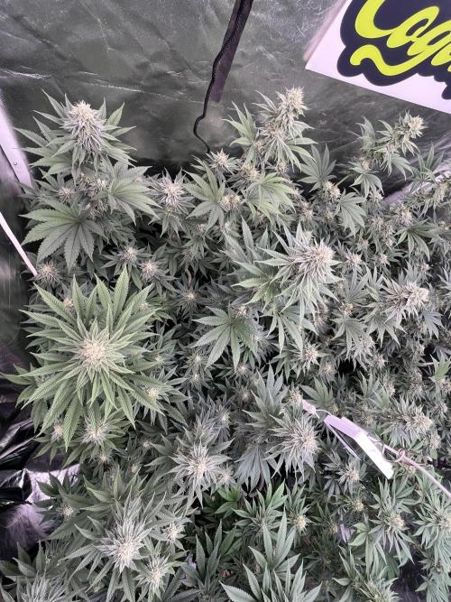 Bubblegum Gelato Barney’s Farm. Week 10