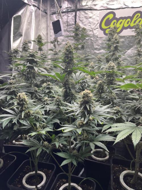 Bubblegum Gelato Barney’s Farm. Week 11