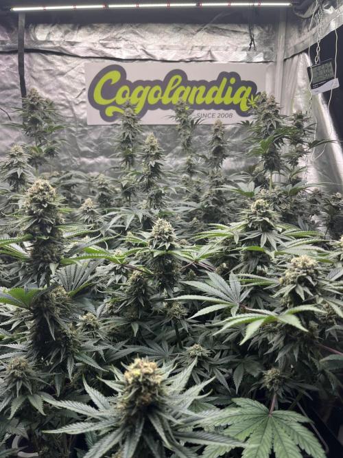 Bubblegum Gelato Barney’s Farm. Week 11