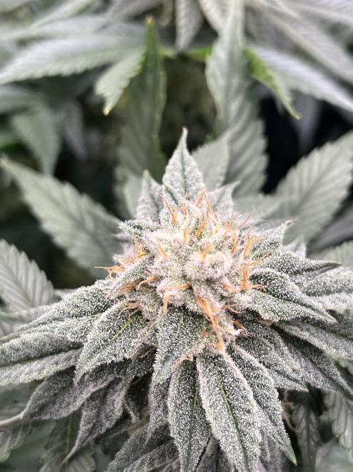 Bubblegum Gelato Barney’s Farm. Week 11