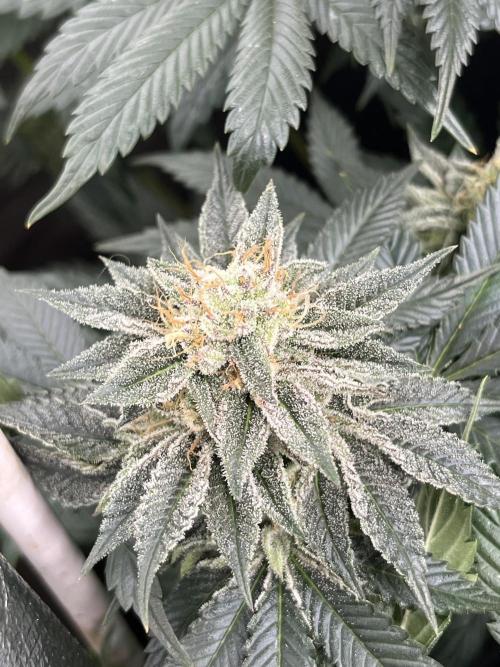 Bubblegum Gelato Barney’s Farm. Week 11