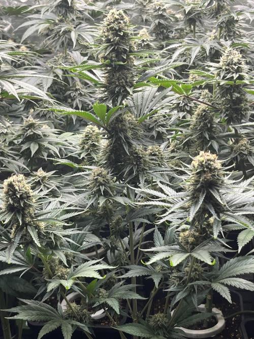 Bubblegum Gelato Barney’s Farm. Week 11