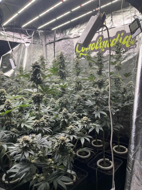 Bubblegum Gelato. Week 11