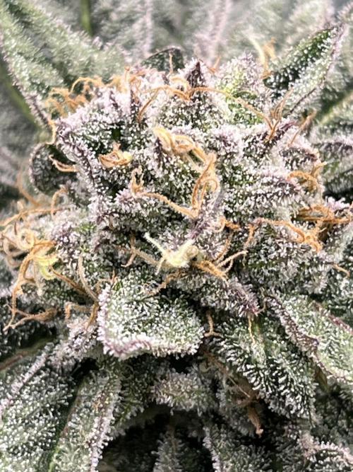 Bubblegum Gelato Barney’s Farm. Week 11