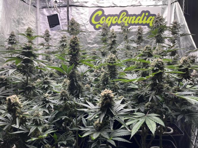 Bubblegum Gelato Barney’s Farm. Week 12