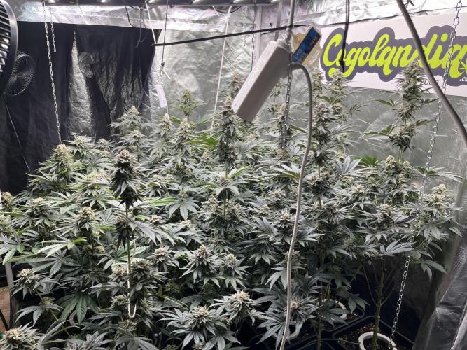 Bubblegum Gelato Barney’s Farm. Week 12