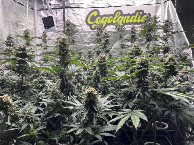 Bubblegum Gelato Barney’s Farm. Week 12