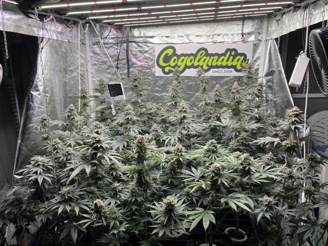 Bubblegum Gelato. Week 12