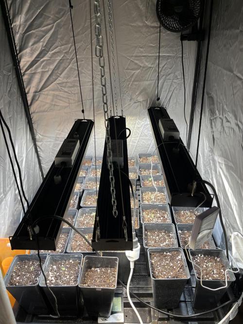Runtz x Layer Cake. Week 0
