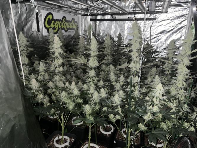 Super Boof  barney’s Farm. Week 17