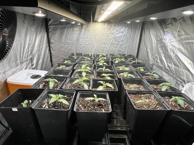 Runtz x Layer Cake. Week 1