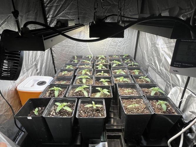 Runtz x Layer Cake. Week 1