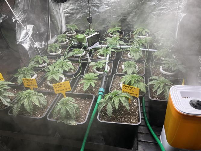 Runtz x Layer Cake. Week 2