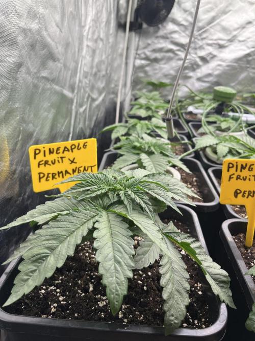 Runtz x Layer Cake. Week 2