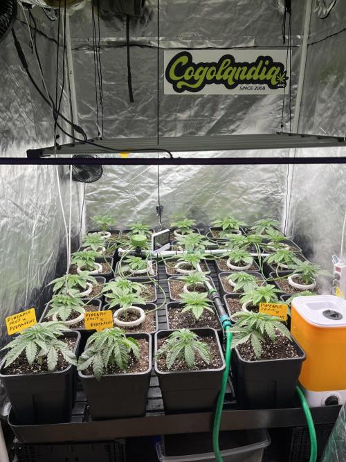 Runtz x Layer Cake. Week 2