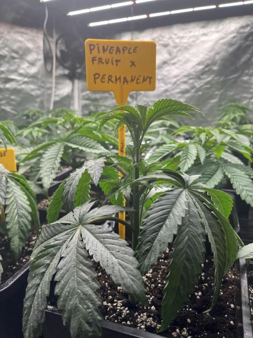 Runtz x Layer Cake. Week 3