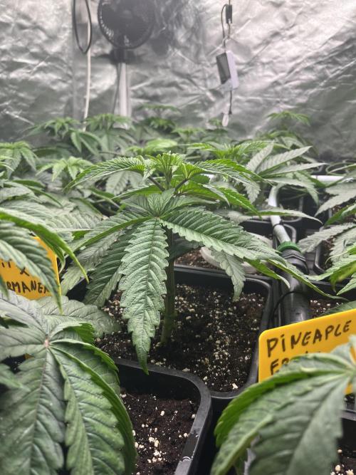 Runtz x Layer Cake. Week 3