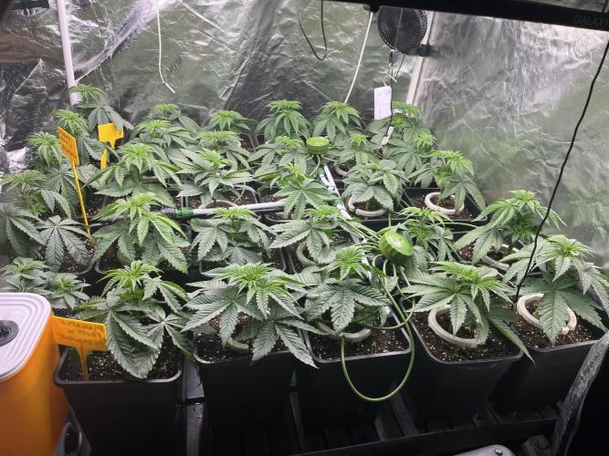 Runtz x Layer Cake. Week 3