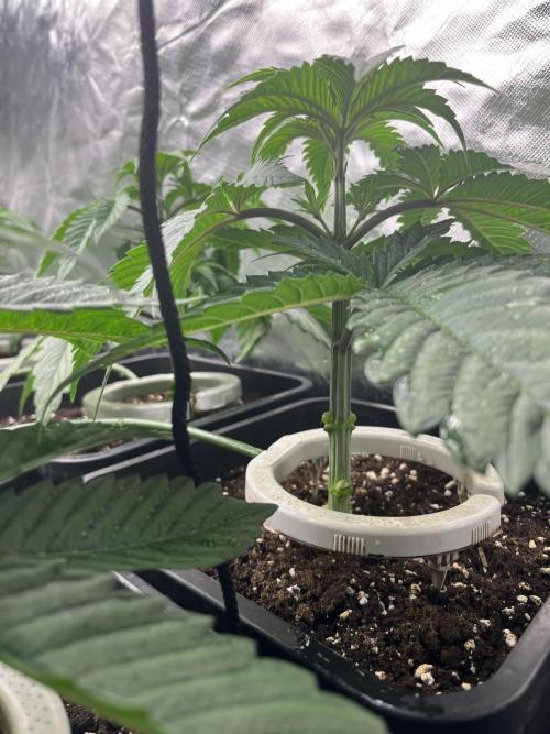 Runtz x Layer Cake. Week 3