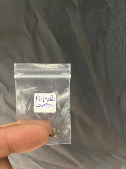 Sheer Seeds Autos de cogolandia. Week 0