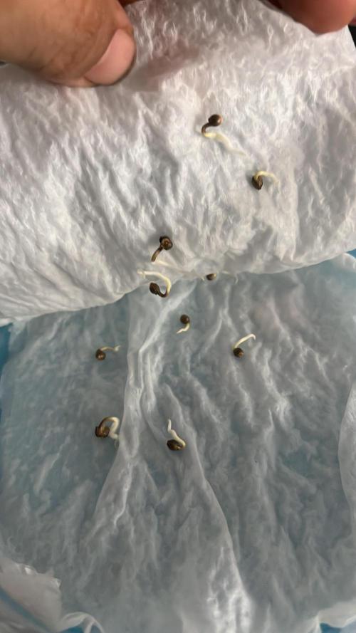 Sheer Seeds Autos de cogolandia. Week 0