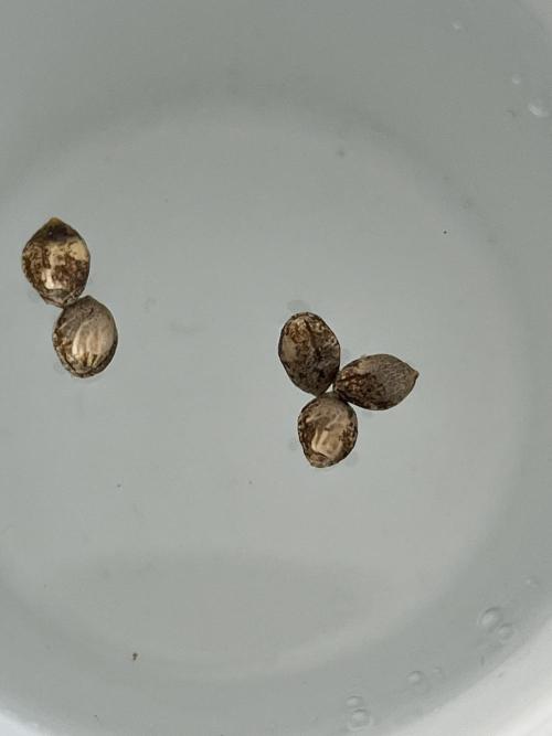 Sheer Seeds Autos de cogolandia. Week 0