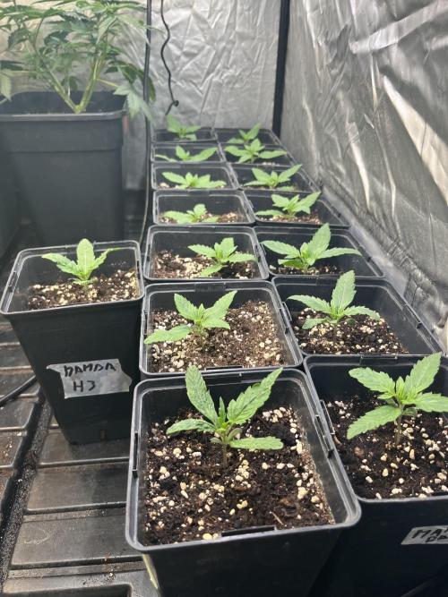 Sheer Seeds Autos de cogolandia. Week 2
