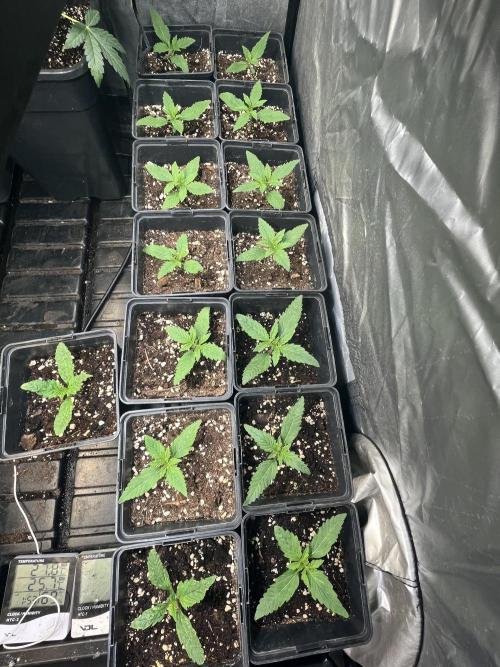 Sheer Seeds Autos de cogolandia. Week 2