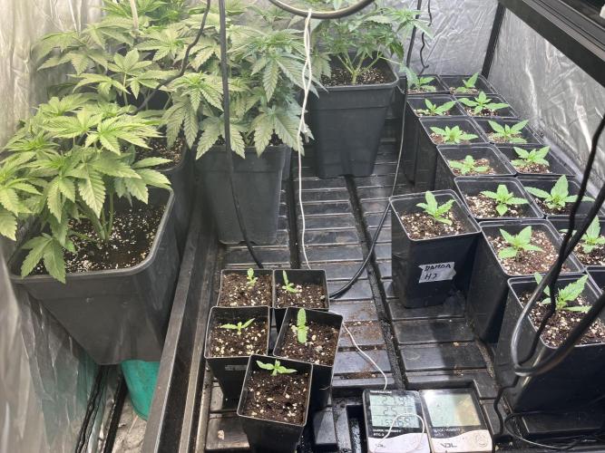Sheer Seeds Autos de cogolandia. Week 2