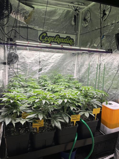 Runtz x Layer Cake. Week 4