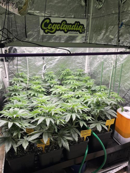 Runtz x Layer Cake. Week 4