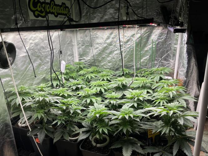 Runtz x Layer Cake. Week 4