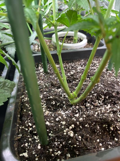 Runtz x Layer Cake. Week 4