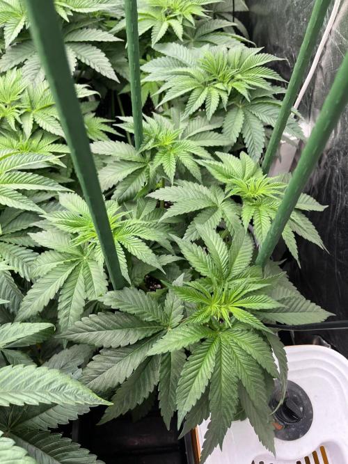 Runtz x Layer Cake. Week 4