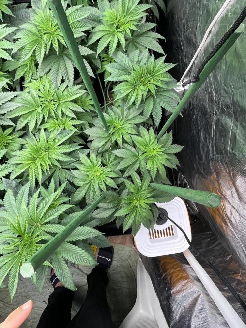 Runtz x Layer Cake. Week 4