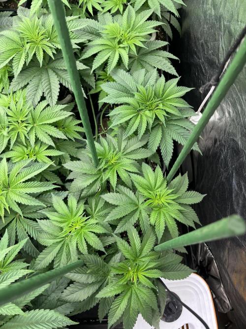 Runtz x Layer Cake. Week 4