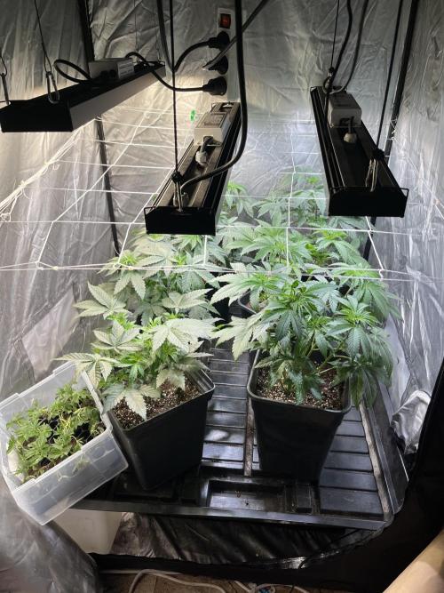 SCROG RUNTZ X LAYER CAKE. Week 4