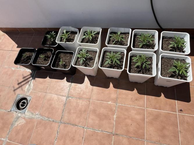 Sheer Seeds Autos de cogolandia. Week 3