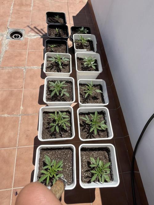 Sheer Seeds Autos de cogolandia. Week 3